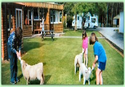 Picture of Lorneville Holiday Park, Southland