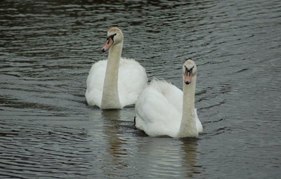 Swans at Amble On Inn