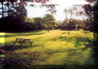 Picture of Twin Pines Tourist Park, Northland