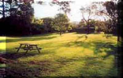 Picture of Twin Pines Tourist Park, Northland