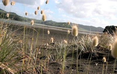 Picture of Raglan Kopua Holiday Park, Waikato