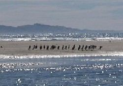 Picture of Waikuku Beach Holiday Park, Canterbury