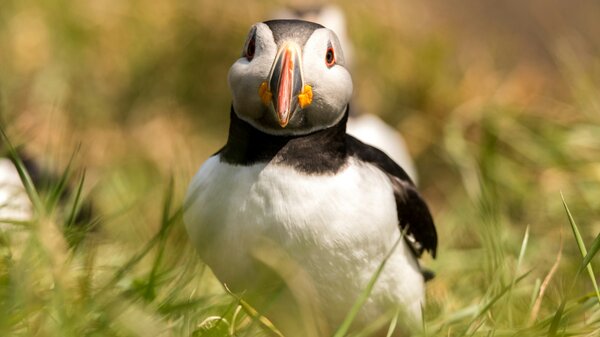 Visit East Lothian in the summer - Puffin in grass (© Ramon Vloon)