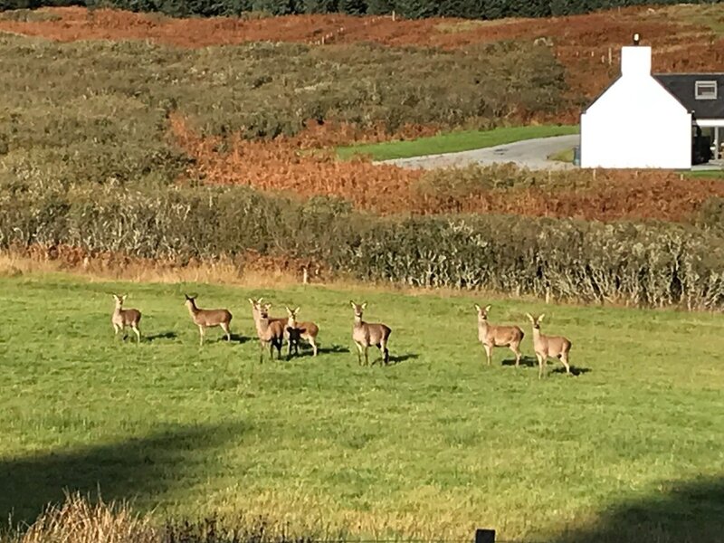 Red deer near Ballymeanach