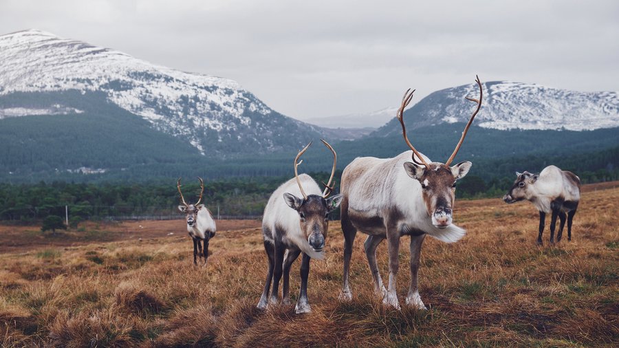 Aviemore- The Christmas Village - The reindeer herd in Glenmore, near Aviemore
