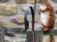 Red squirrel.
