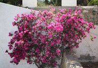 rosa Bournabvila img_8992