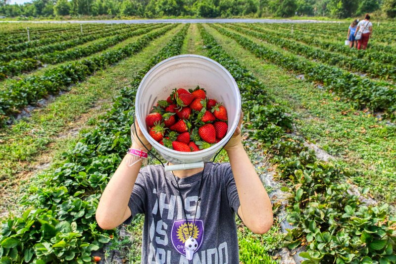 Child holding a basket of fruit - Child holding a basket of strawberries in a pick your own fruit farm. (© Mick Haupt on Unsplash)