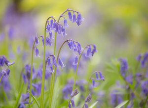 The Ardblair Trail and Bluebell Wood - Carpets of bluebells (© Diana Parkhouse)
