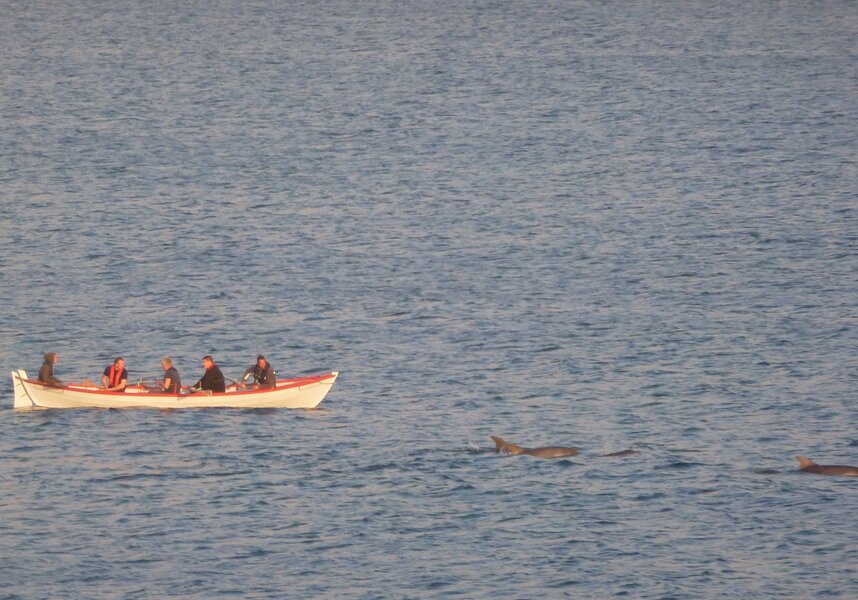Skiff with Dolphins
