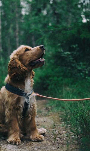 pexels-johann-1254140