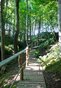 Papple Wood board walk 2