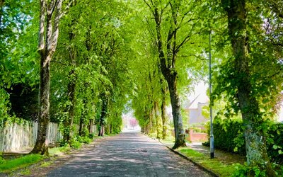 Tree Lined Road - Stunning ever changing leafy road. Tranquil and peaceful at all times of the year.