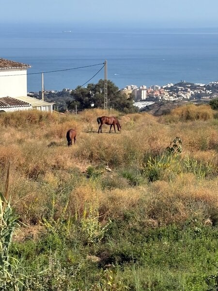 Horses