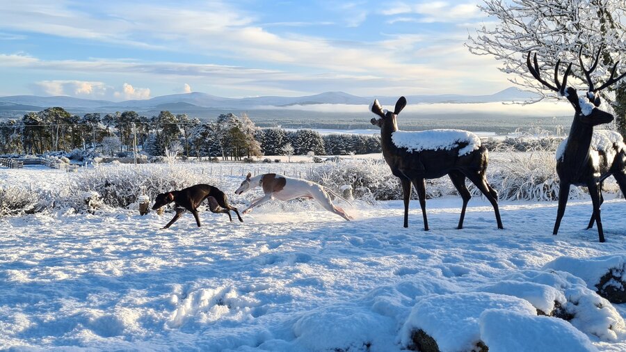 What is there to do in Aviemore & Cairngorms in Winter