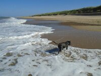 Dog friendly beaches are nearby.