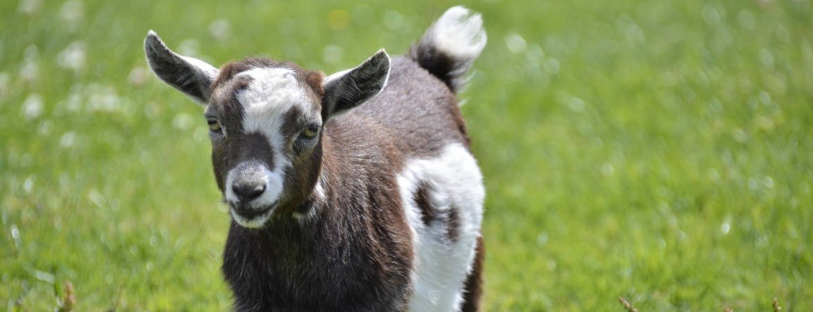 Brown and white goat on the green grass