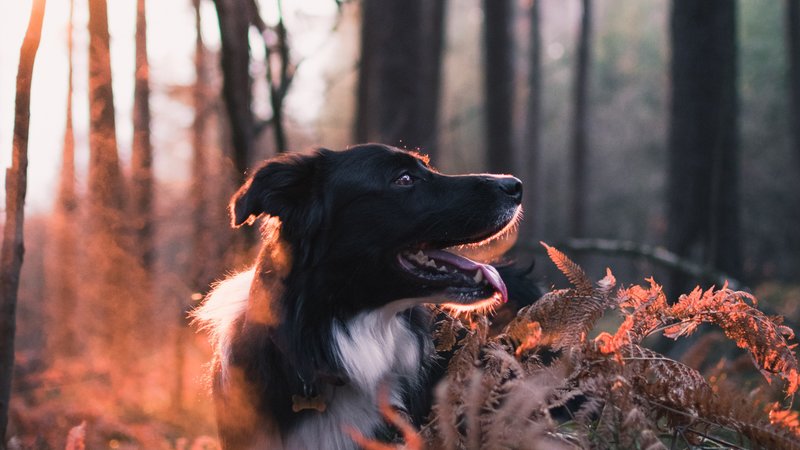Dog Friendly places in Aviemore - Dog walking in the changing seasons