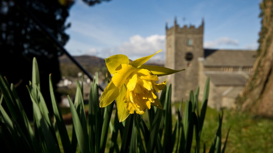 Spring flowers at Hawkshead - Daffodils in the grounds of Hawkshead Hill Church, the Lake District (© Cumbria Tourism)