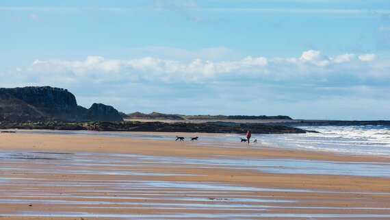 Gullane Beach - Golf Vacation Rentals in Scotland (© Credit: VisitScotland / Kenny Lam)