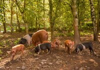 Pitmeadow_261