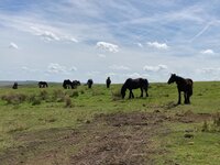 fell ponies