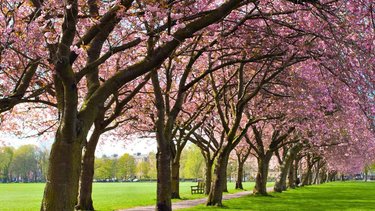 Blossom trees in The Meadows park in Edinburgh