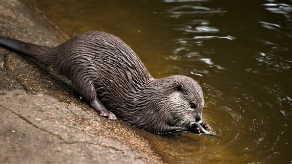 Edinburgh Zoo family day out
