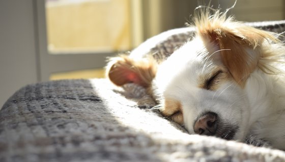 Pet friendly holiday apartments in Edinburgh - Ideal self catering holiday apartments in Edinburgh - for the whole family (© Pexels) Pet friendly holiday apartments in Edinburgh - Ideal self catering holiday apartments in Edinburgh - for the whole family (© Pexels)