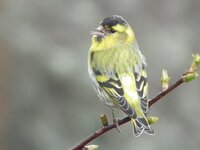 DSCF6706