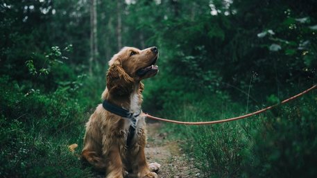 Dog Friendly Holidays in The Cairngorms - Dog walks in the Cairngorms - then home to relax at your luxury lodge.