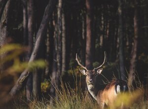 Join the Highland Safaris (© Charles Lamb on Unsplash)