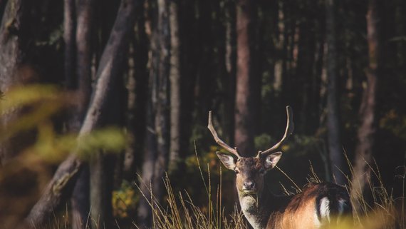 Join the Highland Safaris (© Charles Lamb on Unsplash)