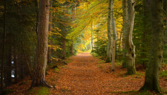 Adventurous stays in Scotland - A woodland path coated in golden leaves with a soft mellow light. (© Chris Flexen on Unsplash)