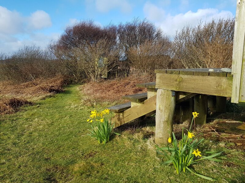Spring daffodils at hut steps