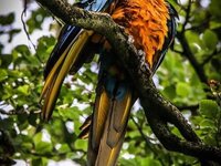 Kirkby Stephen Macaws