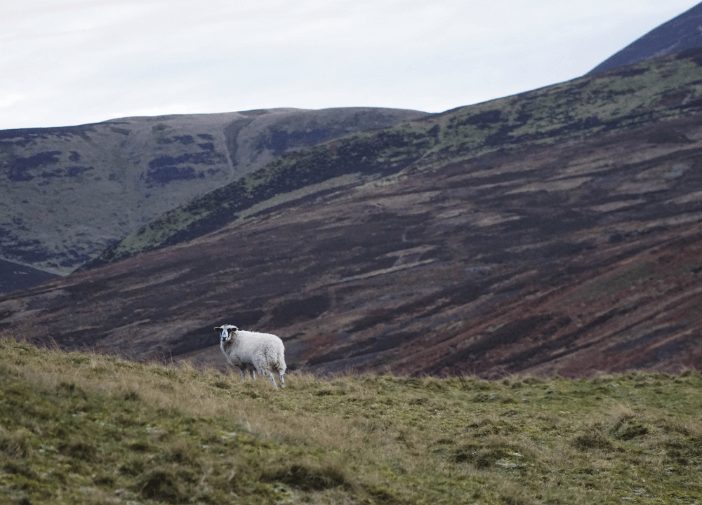 Scottish sheep - A Scottish sheep enjoying the countryside surrounding Edinburgh (© daniel Macdonald - unsplash)
