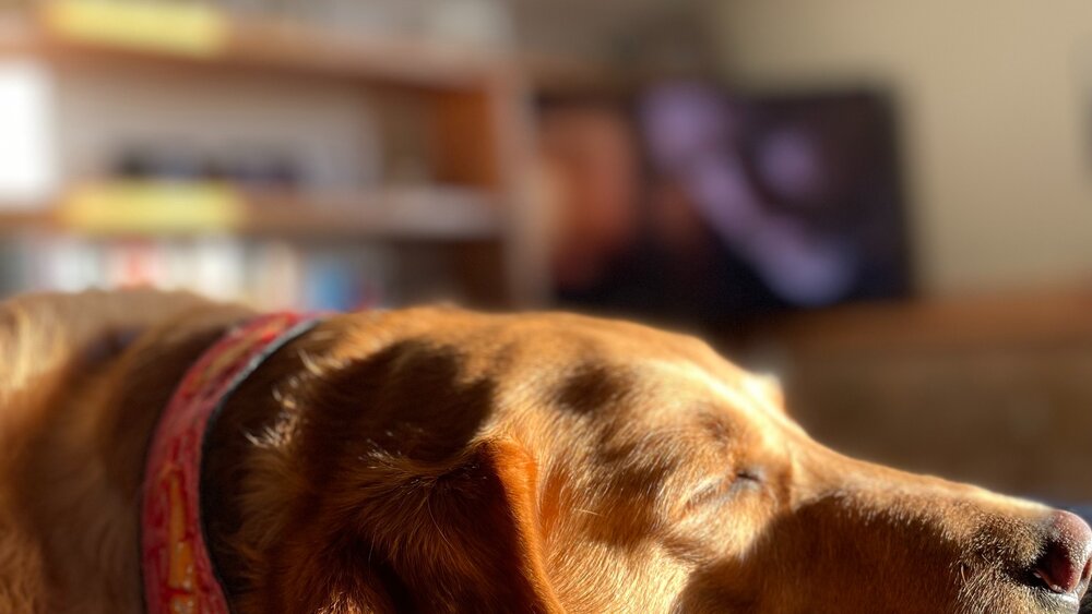 Pet Friendly Stays in France  - Sleeping labrador enjoying the sunshine on her face in a holiday rental (© Voila Villas France)