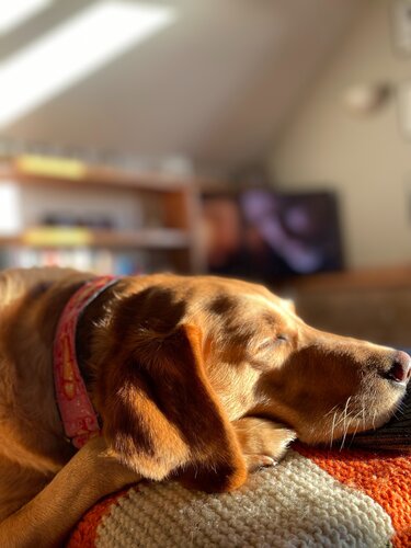 Séjours acceptant les animaux en France - Labrador endormi profitant du soleil sur son visage dans une location de vacances (© Voila Villas France)