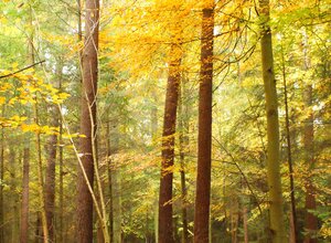 Forest Scotland (© Photo by Gavin Kelman on Unsplash)