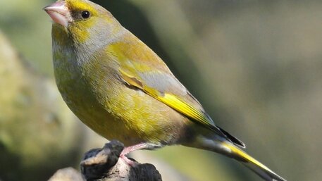 greenfinch-0x600