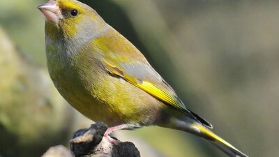 greenfinch-0x600
