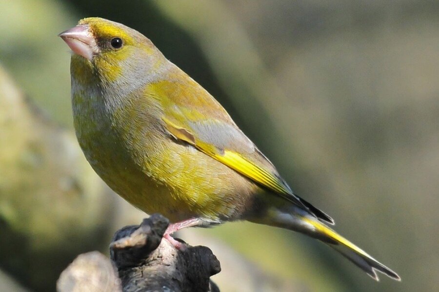 greenfinch-0x600