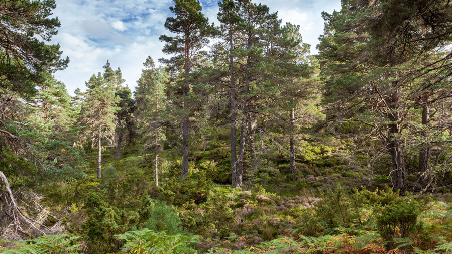 Discover Abernethy forest - There are Great forest walks in Abernethy Nature Reserve