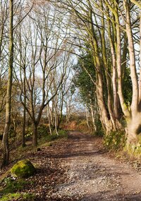 road through trees portrait