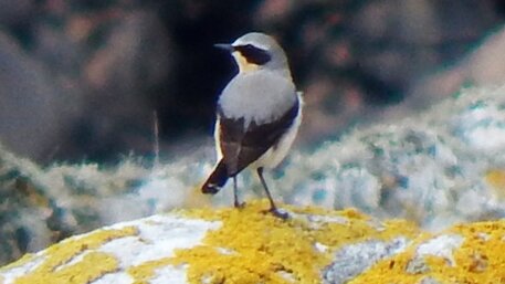 wheatear-0x600