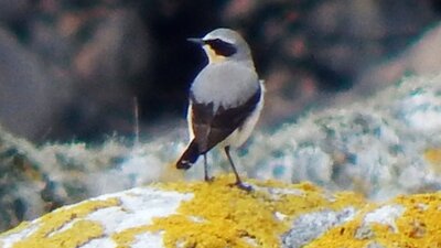 wheatear-0x600