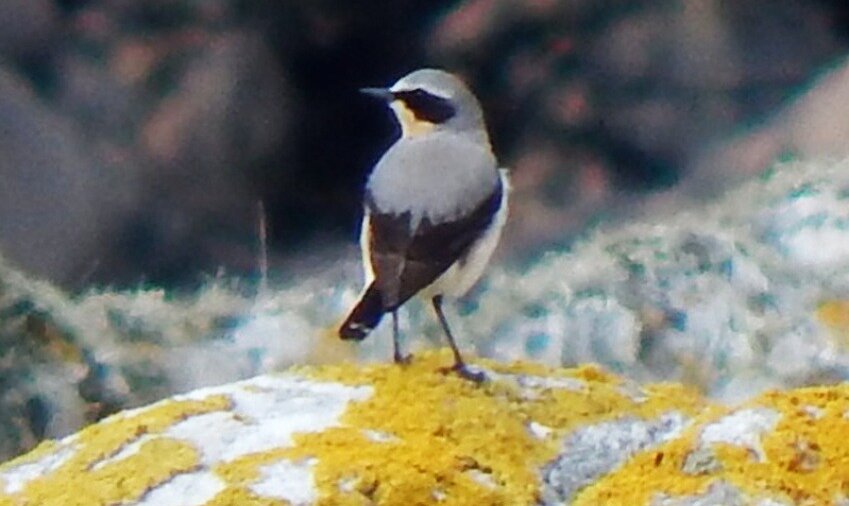 wheatear-0x600