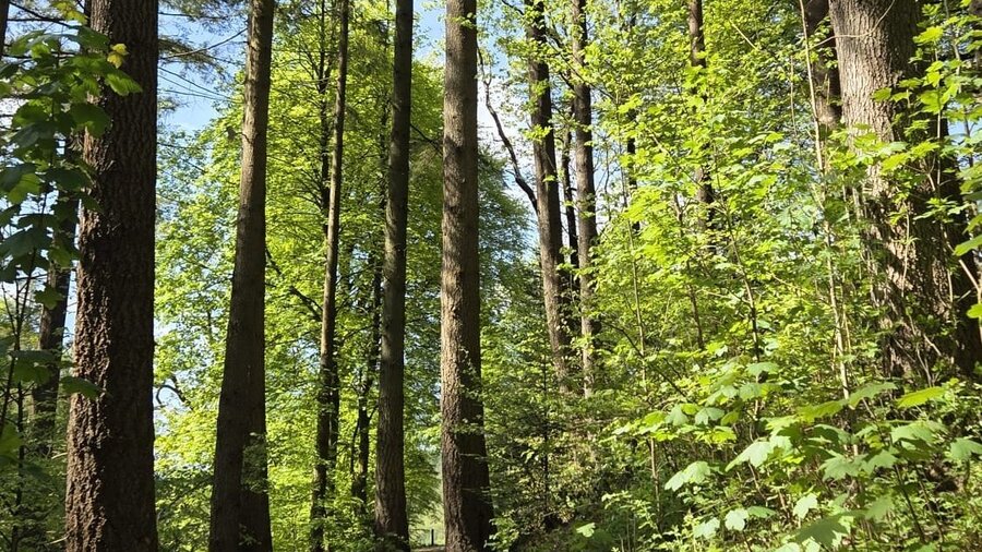 walking-trail-grizedale - Walking trail through the wood in Grizedale Forest near Windermere (© Grizedale Forest) walking-trail-grizedale - Walking trail through the wood in Grizedale Forest near Windermere (© Grizedale Forest)