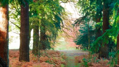 Roe deer and Douglas firs on Murthly Estate - Murthly Estate is beautiful in all seasons. Trees and wildlife are always there to be spotted (© Murthly Estate)